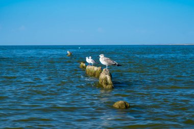 Martılar kırık tahta direklerde otururlar, yosunlarla kaplı.