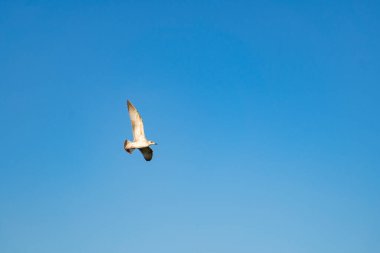 Martı mavi bulutsuz yaz gökyüzünde uçar