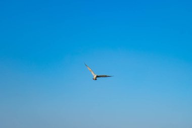 Martı mavi bulutsuz yaz gökyüzünde uçar