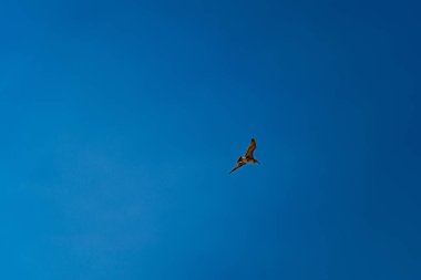 Martı mavi bulutsuz yaz gökyüzünde uçar
