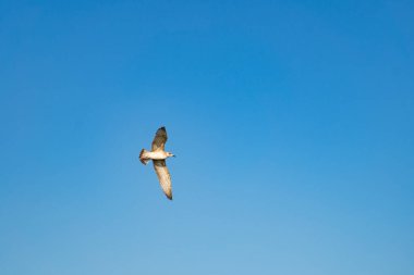 Martı mavi bulutsuz yaz gökyüzünde uçar