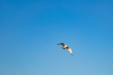 Martı mavi bulutsuz yaz gökyüzünde uçar