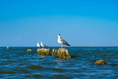 Martılar kırık tahta direklerde otururlar, yosunlarla kaplı.