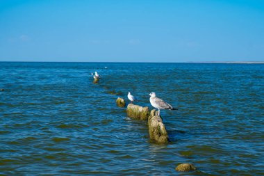 Martılar kırık tahta direklerde otururlar, yosunlarla kaplı.