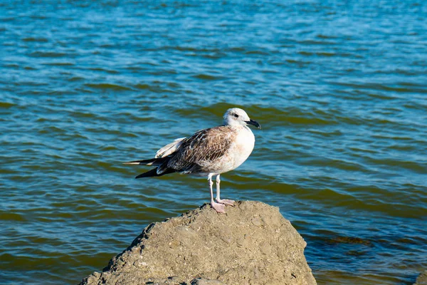 Gaviota sobre rocas sobre fondo de mar en verano —  Fotos de Stock