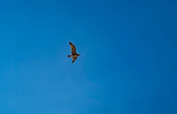 Gaviota vuela en el cielo azul sin nubes de verano —  Fotos de Stock