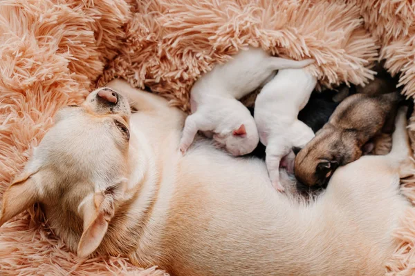 Felülre. az újszülött csivava kölykök anyatejet esznek. tenyésztett fajtatiszta kutyák. — Stock Fotó