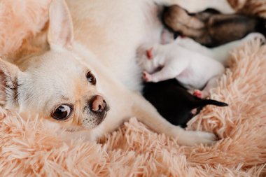 Anne Chihuahua yeni doğan yavruları anne sütüyle besliyor..