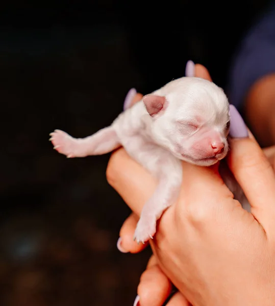 Pequeno cachorro Chihuahua branco nas mãos — Fotografia de Stock
