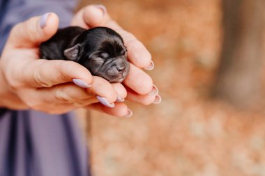 Kahverengi, küçük, yeni doğmuş Chihuahua köpeği ellerinde.