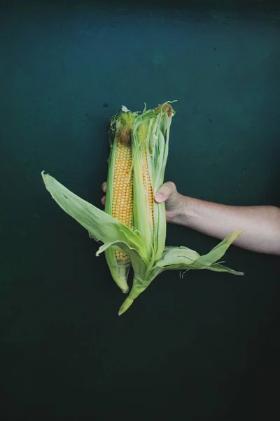 Koyu yeşil bir arka plan üzerinde bir kadının elinde iki mısır. vegan gıda, duvar, ön görünüm