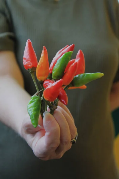 Bir kadının elinde bir demet acı biber. pişirme vegan gıda