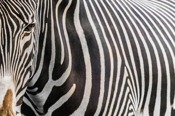 Zebra close-upZebra yakın çekim