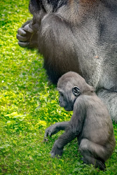 Un gorila bebé — Foto de Stock