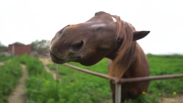 Smějící se kávový kůň — Stock video