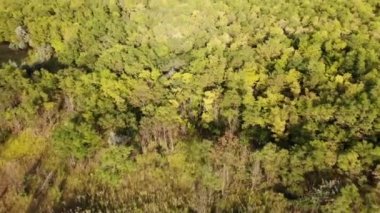  İnsansız hava aracıyla yaprak döken bir ormanın üzerinde uçuyor.