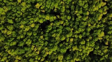  İnsansız hava aracıyla ormanın üzerinde uçuyor.