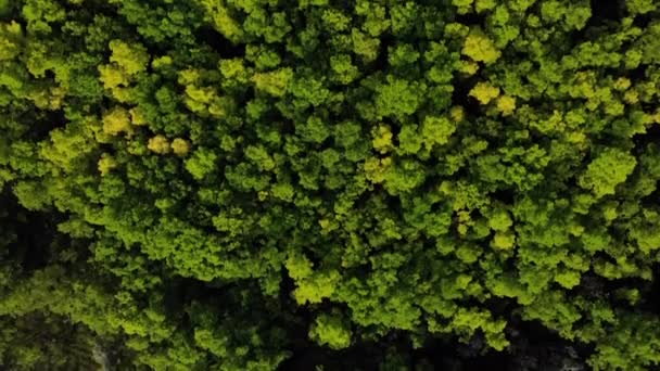 Survoler la forêt sur un drone — Video