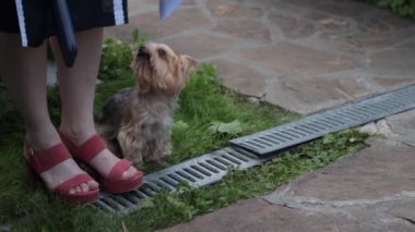 Hanımın ayaklarının dibinde küçük bir köpek.