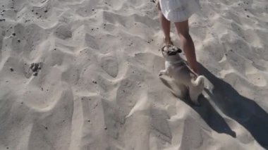  Küçük bir köpek kumda sahibesinin peşinden koşar.