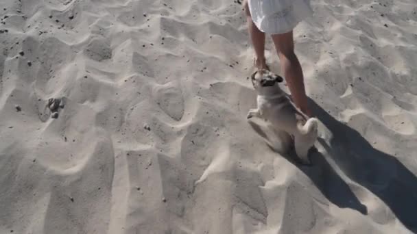 Um pequeno cão corre atrás de sua amante na areia — Vídeo de Stock
