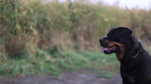 Big dog sitting on a background of grass — Stock Video