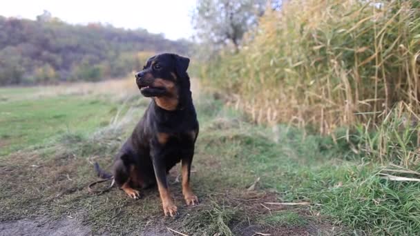 Velký rotvajler pes sedí na pozadí trávy — Stock video