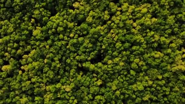 Vliegend over het bos op een drone — Stockvideo