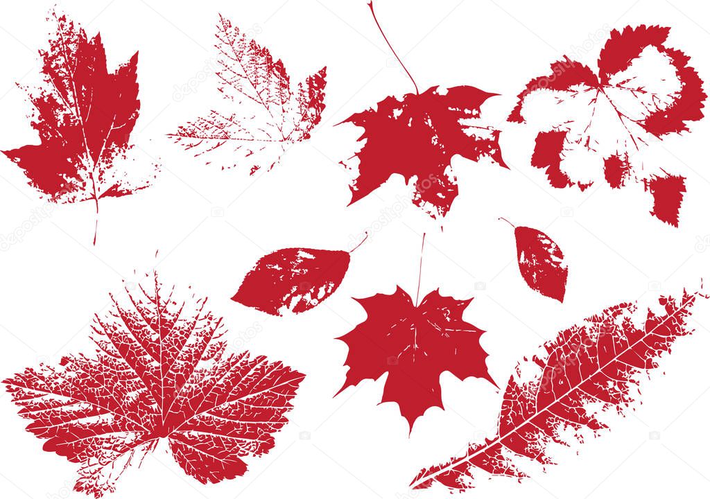 red autumn leaves vector drawing