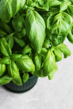 Bir tencerede taze yeşil fesleğen bitki