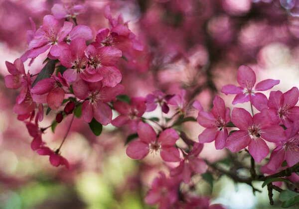 Spring pink blossom, natural beautiful floral background