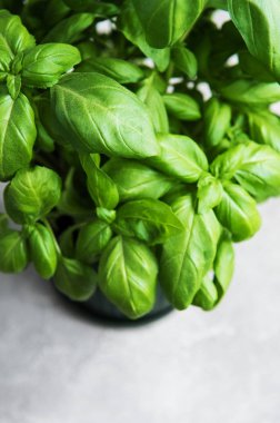 Bir tencerede taze yeşil fesleğen bitki