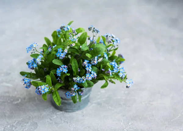 Niezapominajka Kwiaty Małym Metalowym Wiadrze Stary Stół — Zdjęcie stockowe