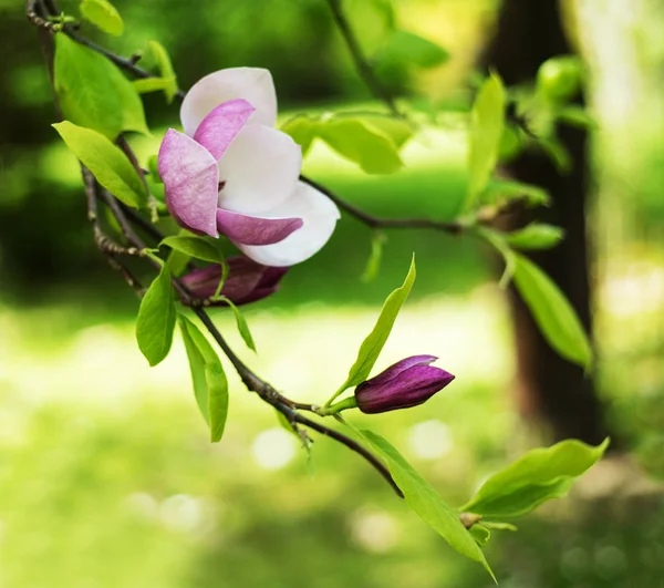 Beautiful Spring Magnolia Flowers Natural Floral Background Royalty Free Stock Photos