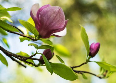 Güzel bahar Manolya çiçeği, doğal çiçek arka plan