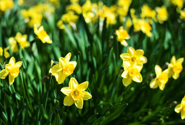 beautiful yellow daffodils narcissus outdoors,  natural background