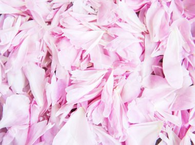 Pembe şakayık yaprakları doğal bir arka plan olarak