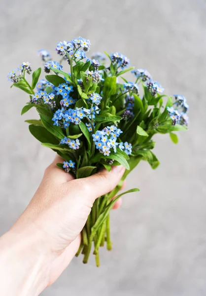 Niebieski Zapomnij Mnie Nie Kwiatów Ręku — Zdjęcie stockowe