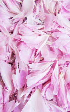 Pembe şakayık yaprakları doğal bir arka plan olarak