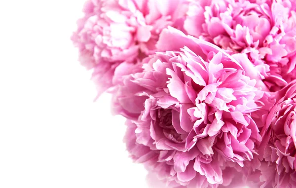 Beauty Pink Peony Flowers Nature Background — Stock Photo, Image