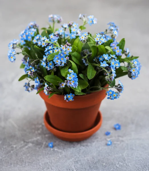 Forget-me-not flowers in small flower pot on a table