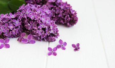 Beyaz ahşap zemin üzerinde Eflatun çiçekler