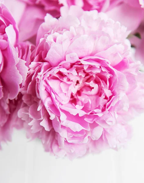 Ομορφιά Ροζ Παιωνία Λουλούδια Φόντο Της Φύσης — Φωτογραφία Αρχείου