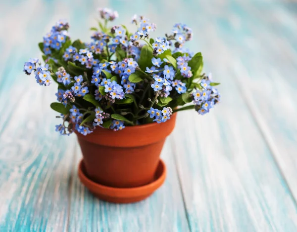 Forget-me-not flowers in small flower pot on a table