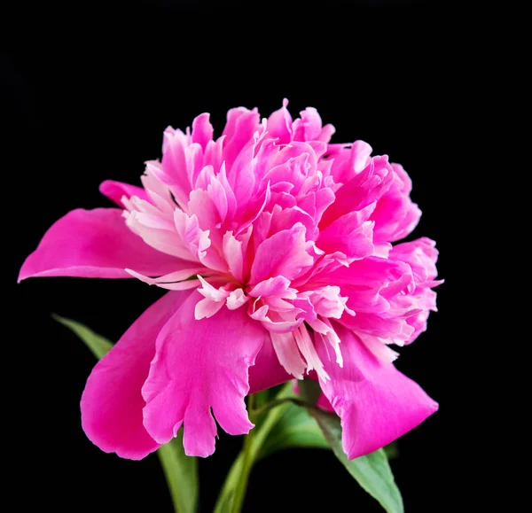 Pink peony isolated on a black background