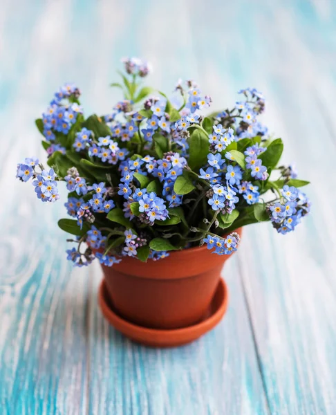 Forget-me-not flowers in small flower pot on a table