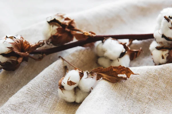 Gri kumaş pamuk çiçek. Tekstil arka plan