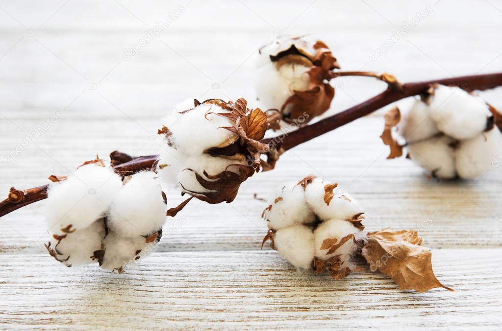 white cotton flowers on rustic wooden table