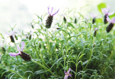 İspanyol lavanta çiçekleri doğal bir arka plan olarak