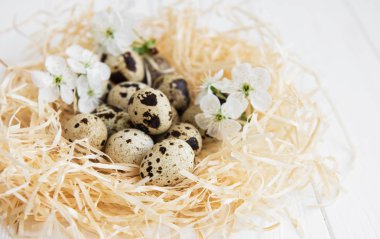 Yuva ile bıldırcın ve Bahar çiçeği